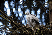 das junge Weibchen... Sperber *Accipiter nisus*