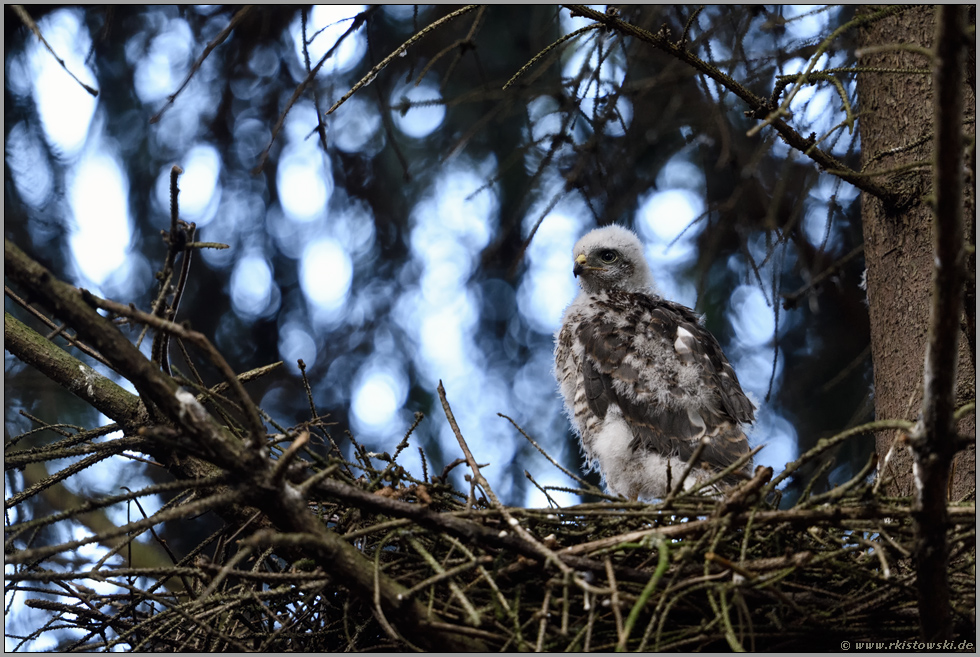 das junge Männchen...  Sperber *Accipiter nisus*