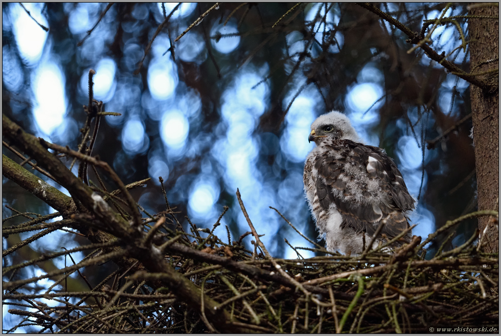 Blick in die Ferne... Sperbernestling *Accipiter nisus*