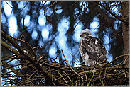 Blick in die Ferne... Sperbernestling *Accipiter nisus*