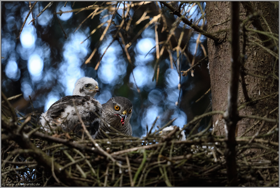 Fütterung... Sperber *Accipiter nisus*