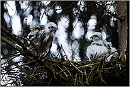 Änne und Jupp... Sperber *Accipiter nisus*