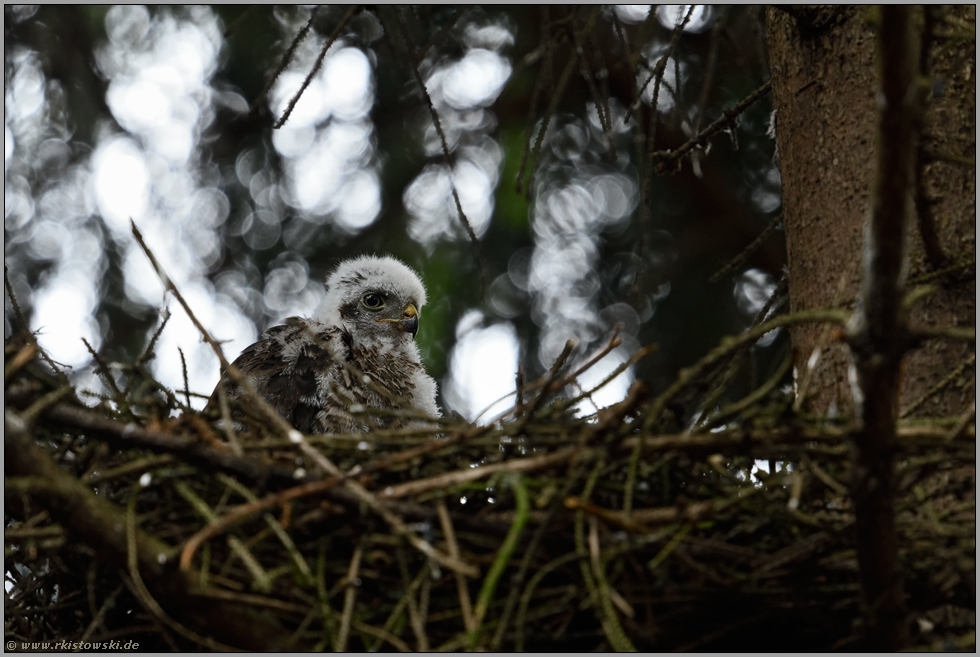 bald schon flügge... Sperbernestling *Accipiter nisus*