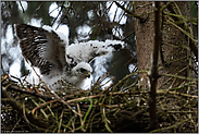 noch Lücken im Gefieder... Sperberküken *Accipiter nisus*