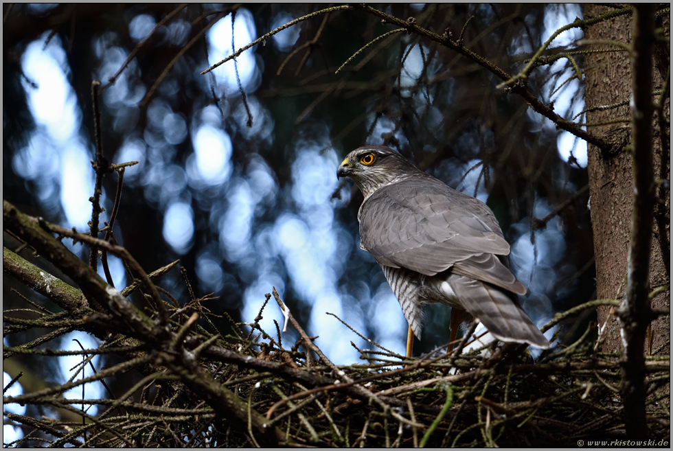 mit scharfem Blick... Sperber *Accipiter nisus*