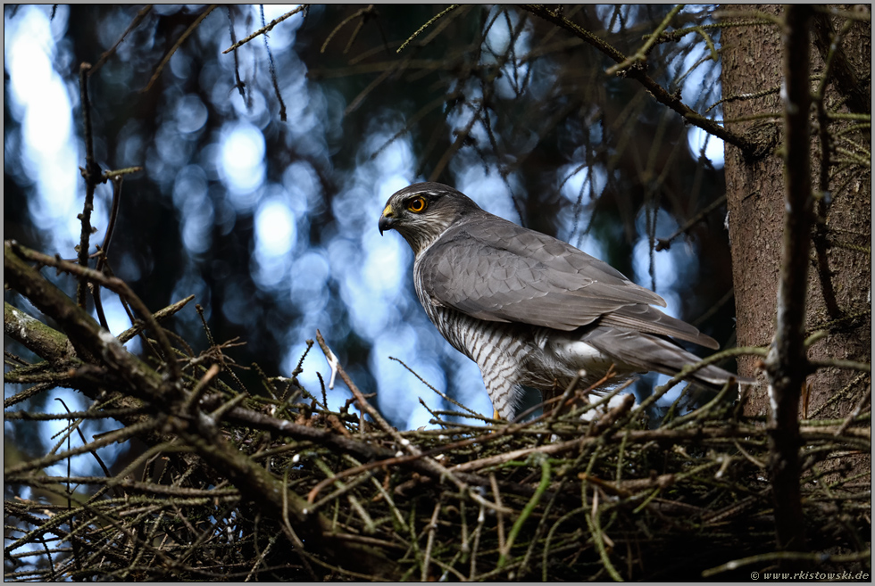 hoch oben auf dem Horst... Sperber *Accipiter nisus*