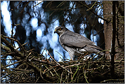 hoch oben auf dem Horst... Sperber *Accipiter nisus*