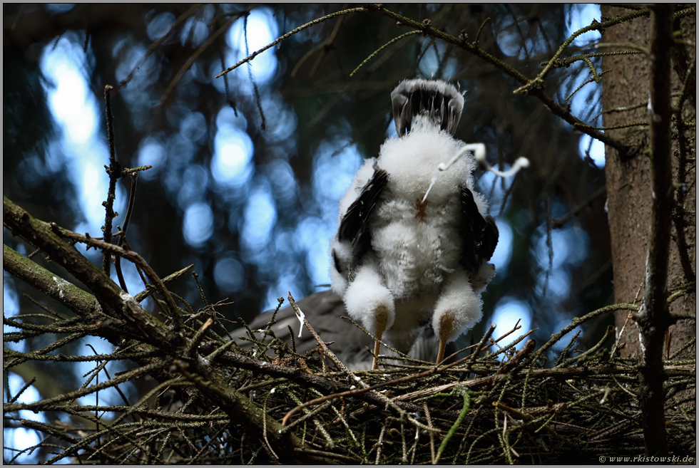 stubenrein... Sperbernachwuchs *Accipiter nisus*