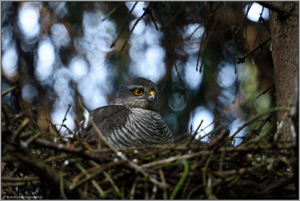 geduldig... Sperber *Accipiter nisus*