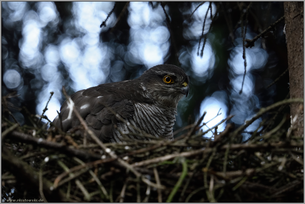 Sperberportrait... Sperber *Accipiter nisus*