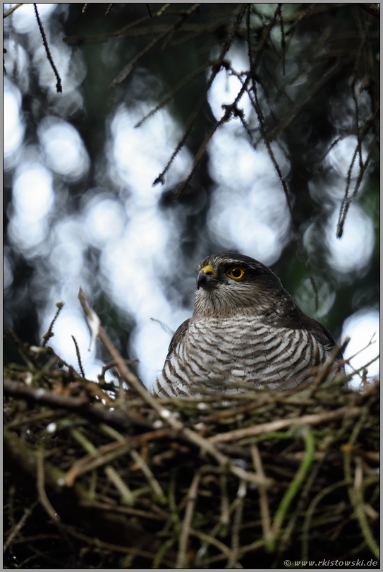 sichernder Blick... Sperber *Accipiter nisus*