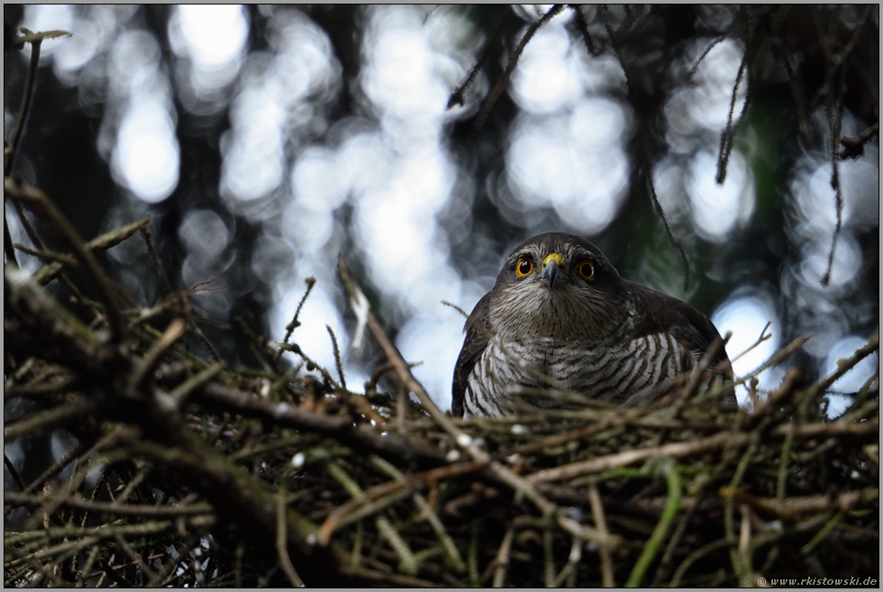 angespannter Blick... Sperber *Accipiter nisus*