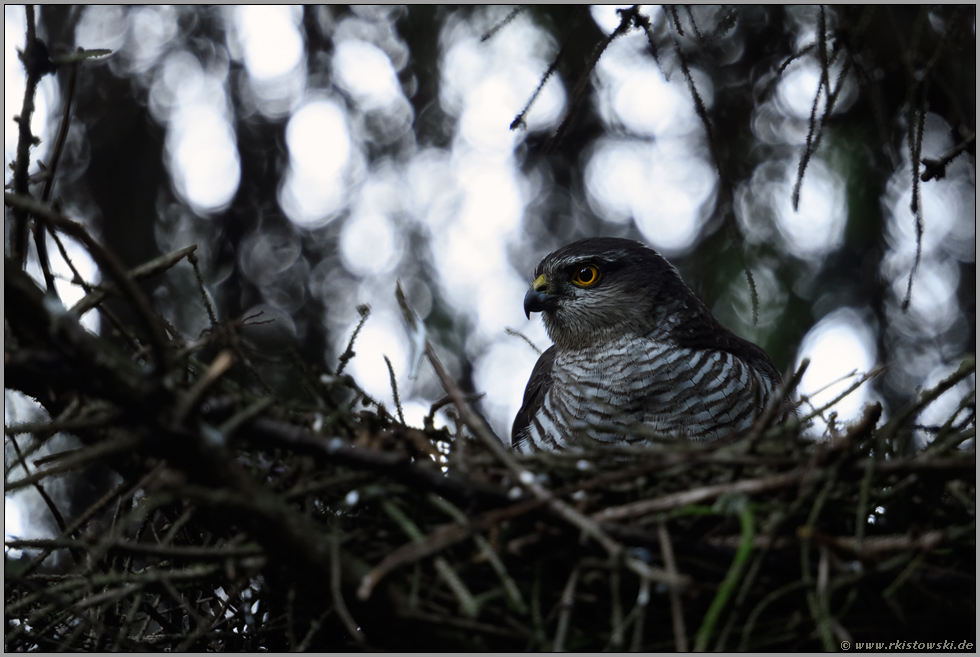 im Lebensraum Wald... Sperber *Accipiter nisus*