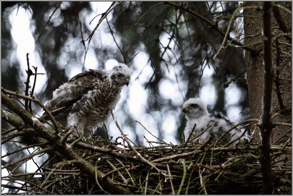 sie werden dunkler... Sperber *Accipiter nisus*