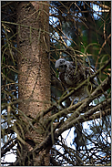 Höhenangst... Sperber *Accipiter nisus*