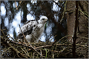 kleiner Sperber, ganz groß... Sperber *Accipiter nisus*