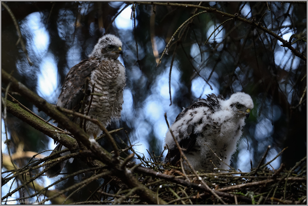 unterschiedlich weit... Jungsperber *Accipiter nisus*