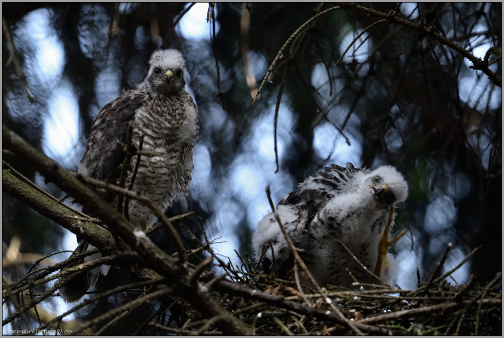 lustige Gesellen... Sperbernachwuchs *Accipiter nisus*