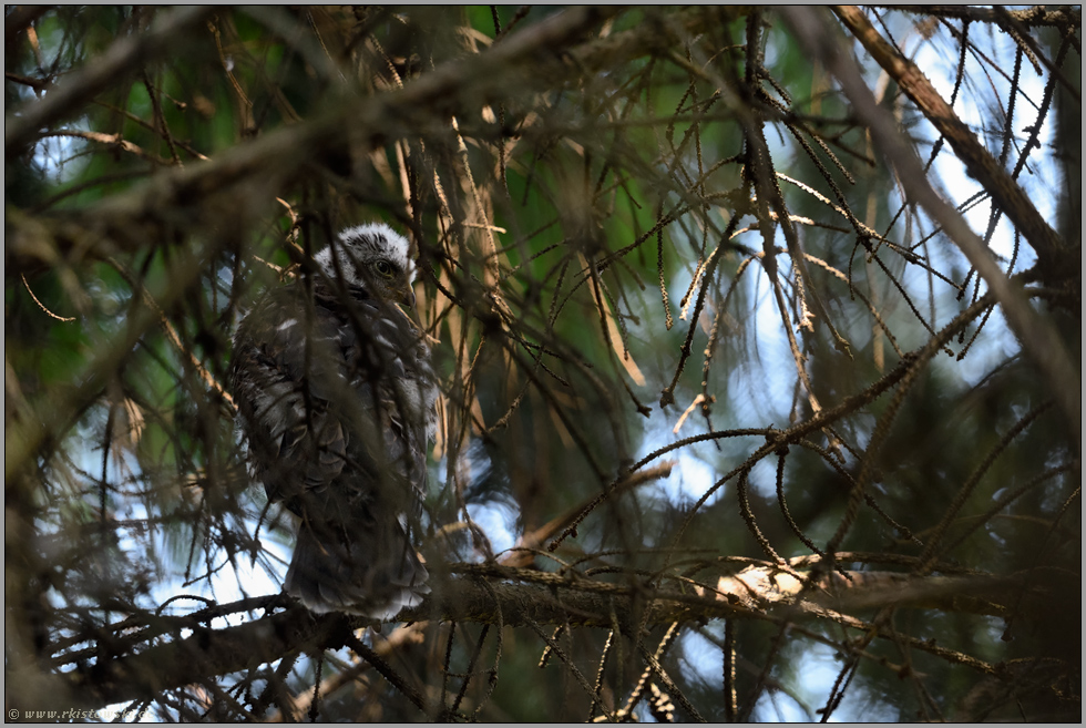 im Verborgenen... Sperber *Accipiter nisus*