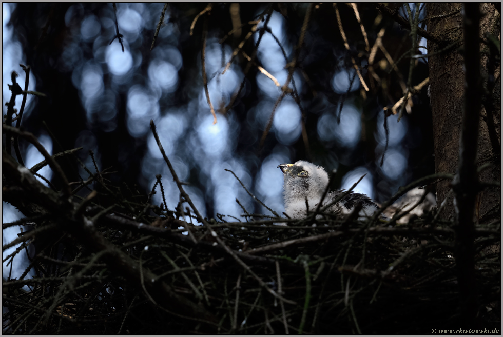 Blick ins Licht... Sperber *Accipiter nisus*