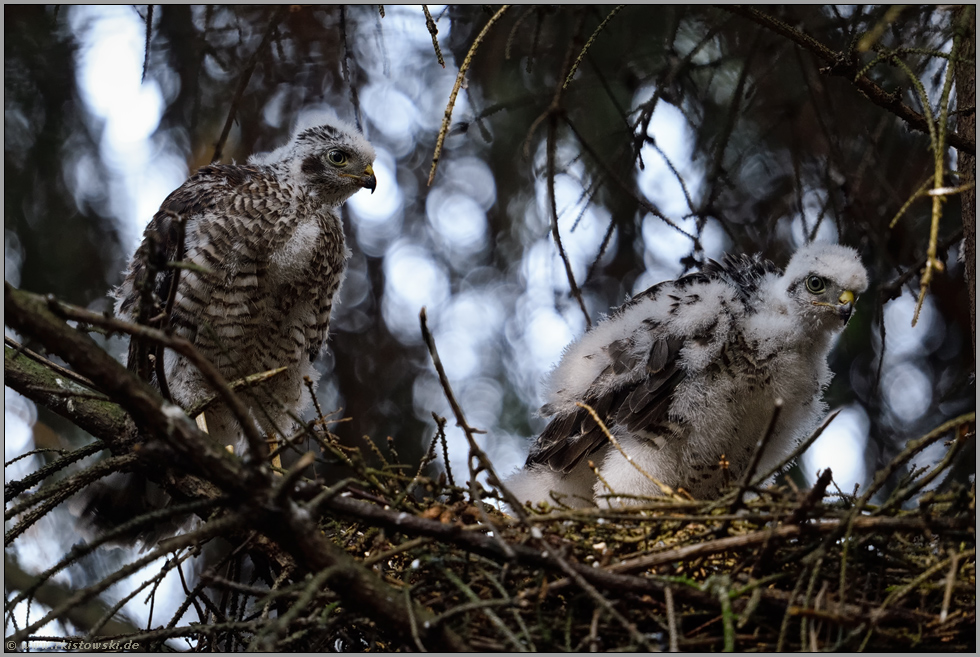 nebeneinander... Sperber *Accipiter nisus*