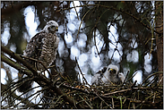 neidvoller Blick... Sperberästlinge *Accipiter nisus*