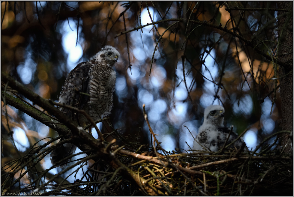 wunderbares Licht... Sperber *Accipiter nisus*