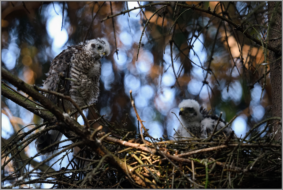 im schönsten Licht... Sperber *Accipiter nisus*