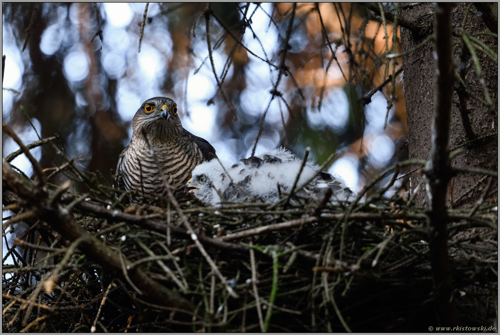 während der Fütterung... Sperber *Accipiter nisus*