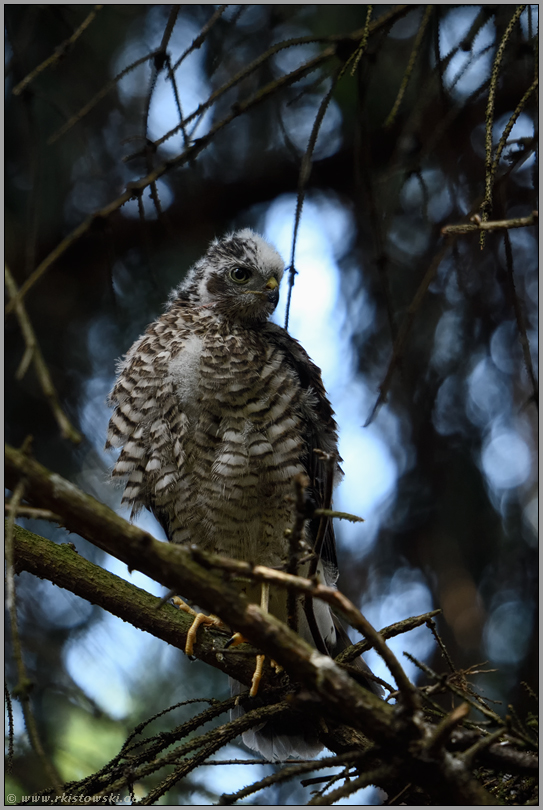 Jungsperber... Sperber *Accipiter nisus*