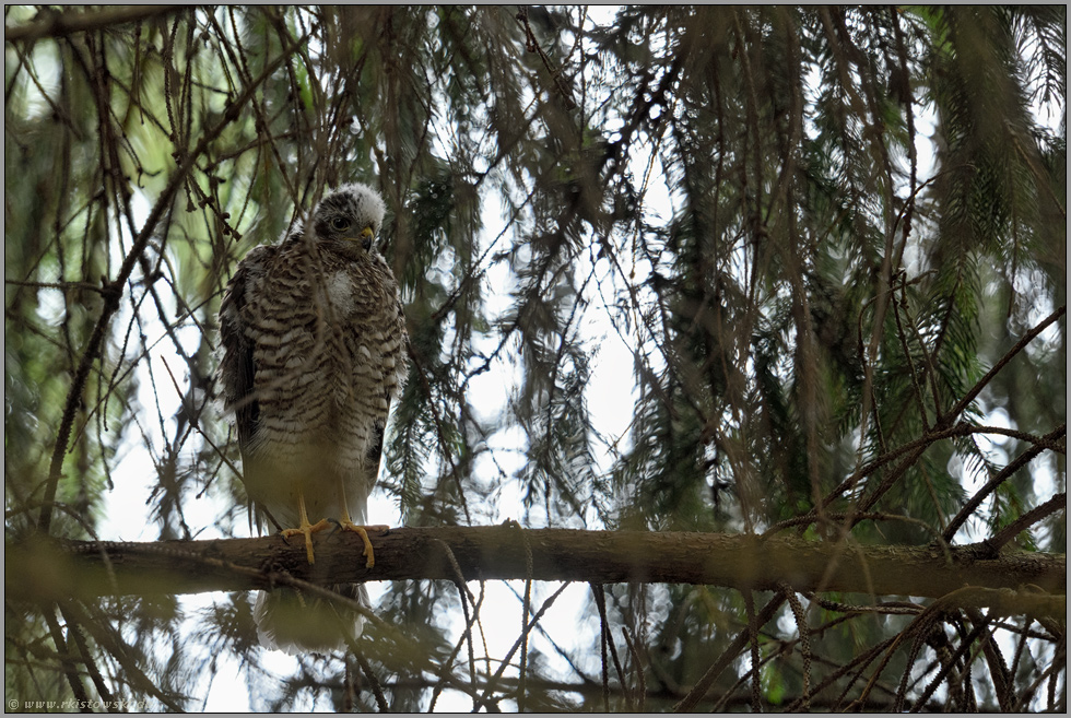 Jüngling... Sperber *Accipiter nisus*