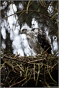 bettelnd... Sperberästling *Accipiter nisus*