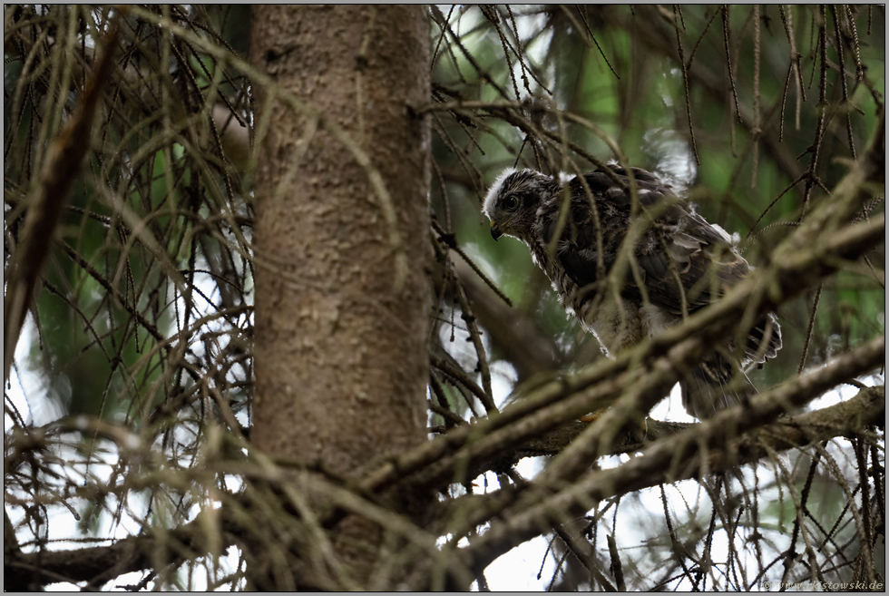 im benachbarten Baum... Jungsperber *Accipiter nisus*