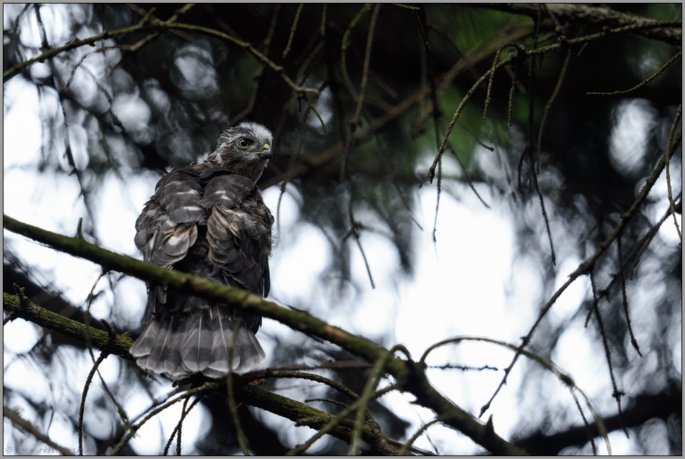 schon ganz Sperber... Jungsperber *Accipiter nisus*