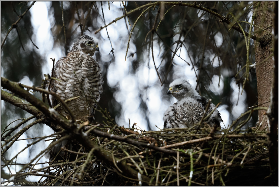 zwei Halbstarke... Sperber *Accipiter nisus*