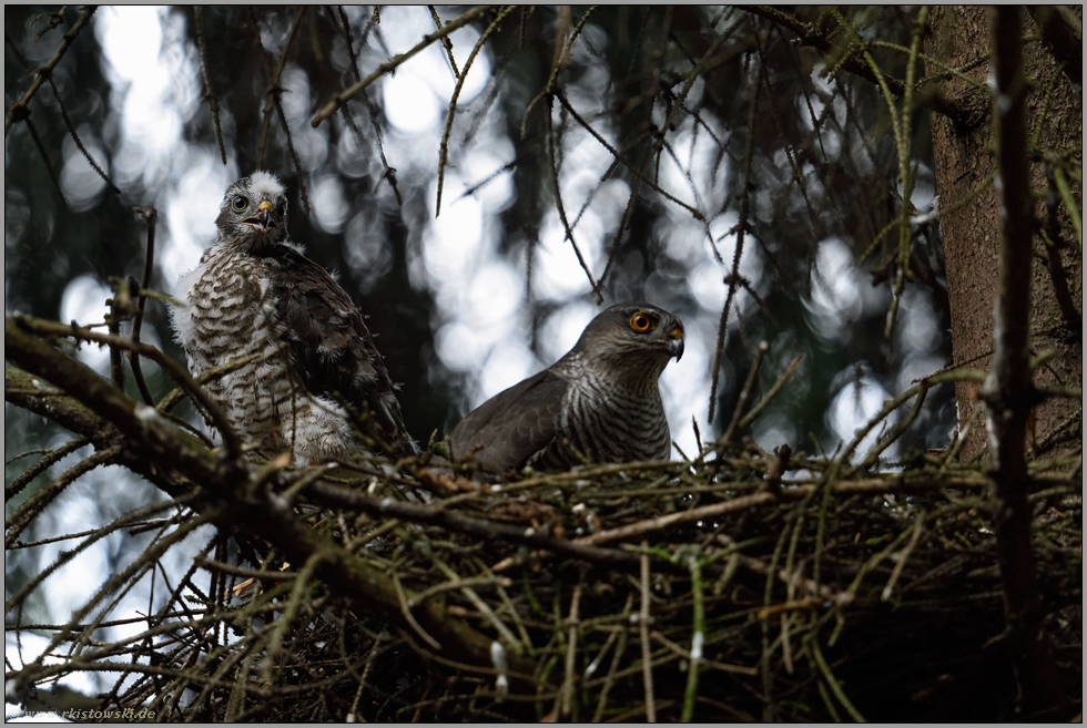 der Nachwuchs wird erwachsen... Sperber *Accipiter nisus*