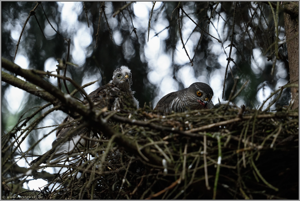 Fütterung am Fichtenhorst... Sperber *Accipiter nisus*