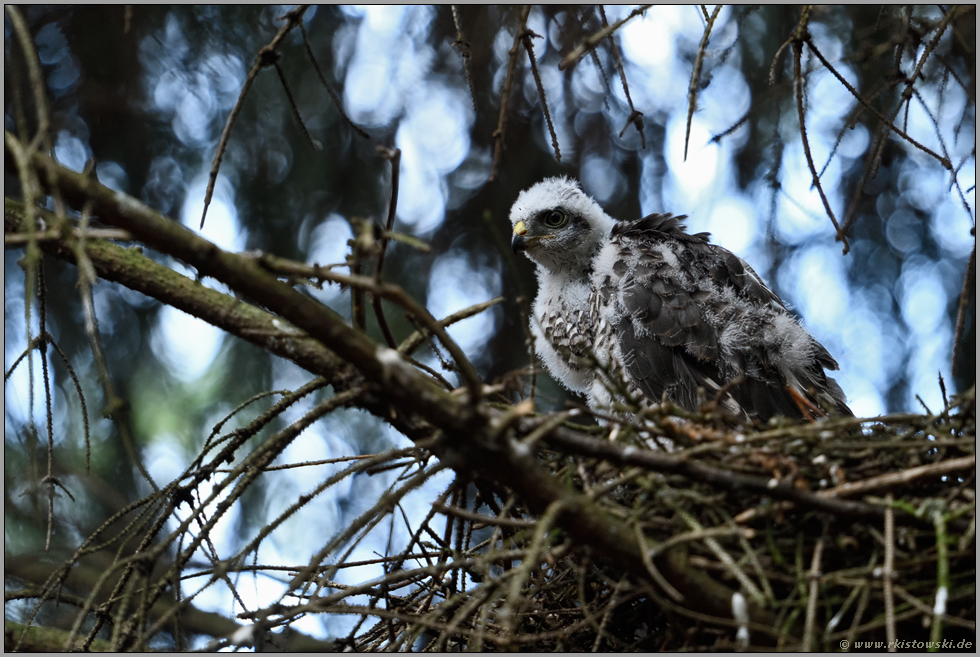 auf der Horstkante... Sperber *Accipiter nisus*