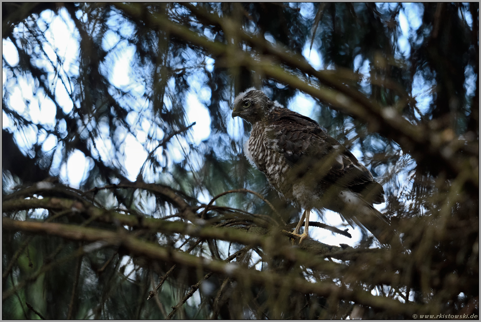 eine seltene Gelegenheit... Sperber *Accipiter nisus*
