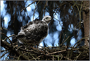 hoch auf dem Nest... Sperber *Accipiter nisus*