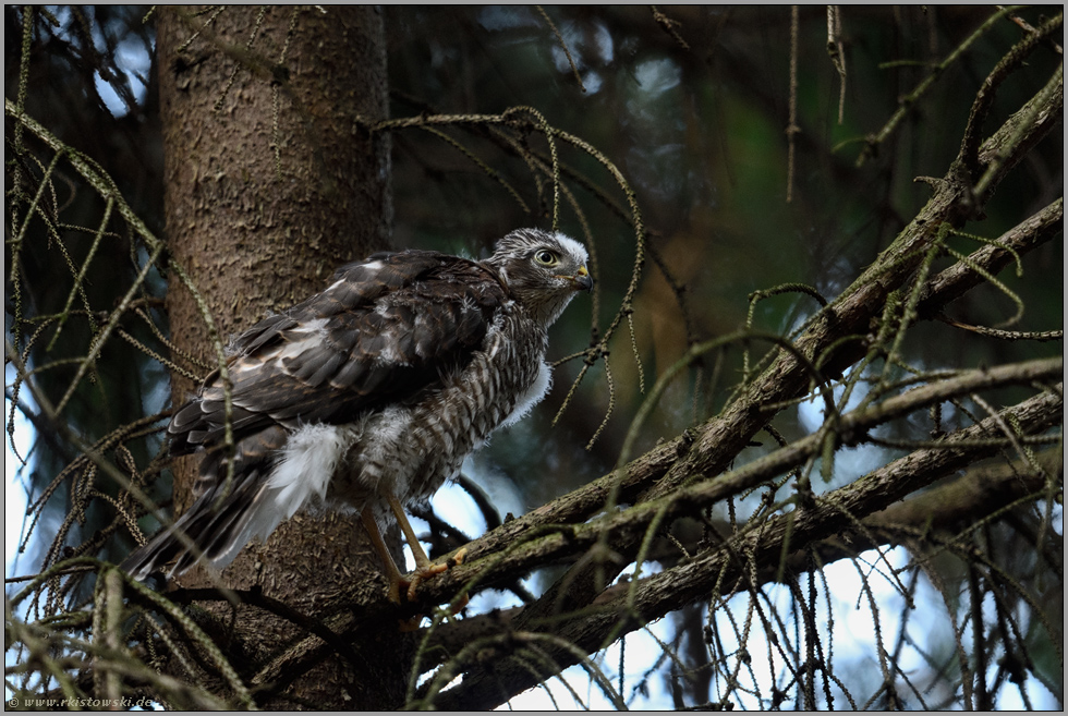 hoch oben im Baum... Sperber *Accipiter nisus*