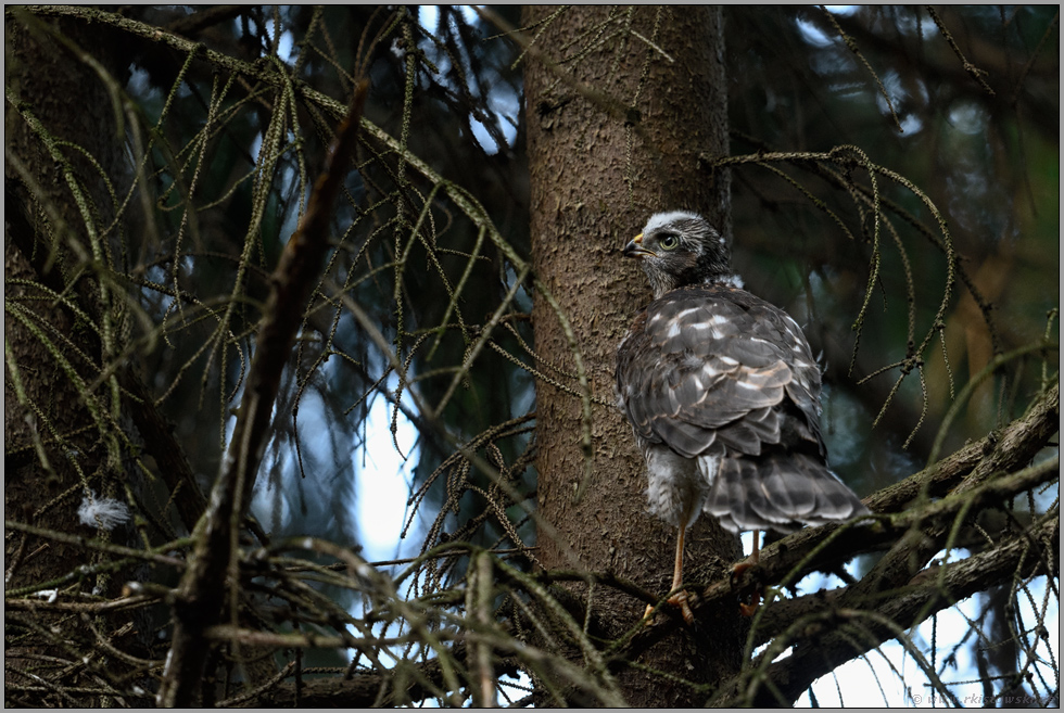 im Ästlingsstadium... Sperber *Accipiter nisus*