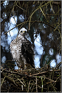 durchgestreckt... Sperber *Accipiter nisus*