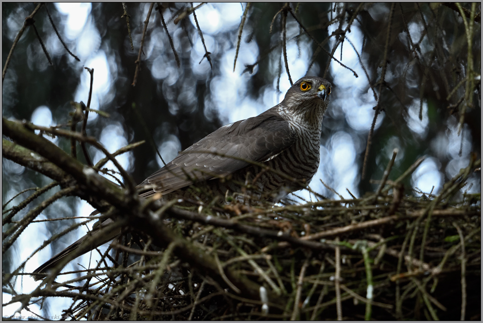 am leeren Horst... Sperberweibchen *Accipiter nisus*