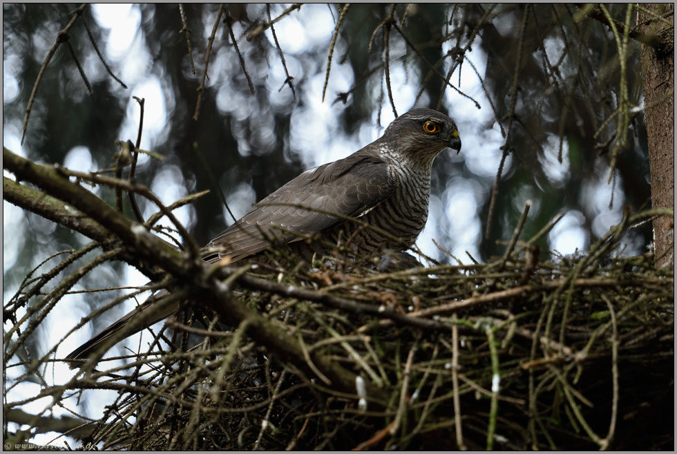 Sperberhorst... Sperber *Accipiter nisus*