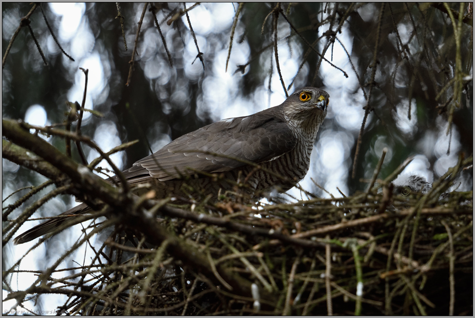 zwei Augenpaare... Sperber *Accipiter nisus*