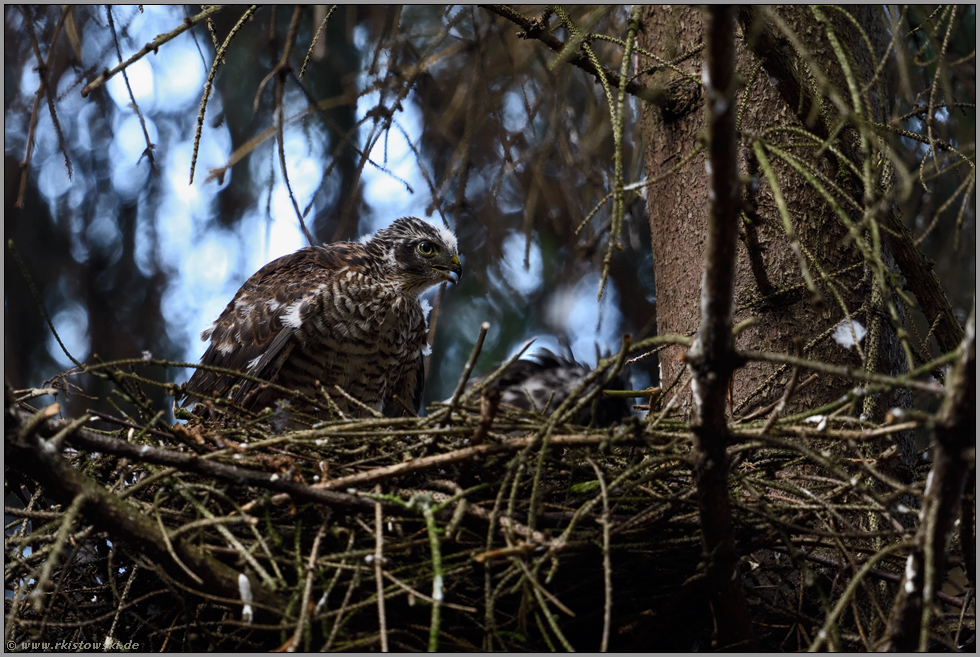 Futterneid... Sperber *Accipiter nisus*