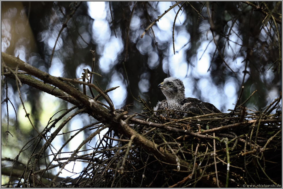 einfach süß... Sperberküken *Accipiter nisus*