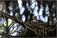 einfach süß... Sperberküken *Accipiter nisus*