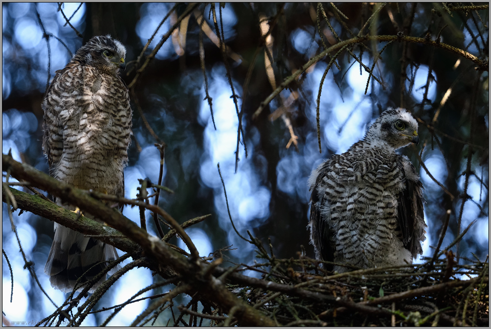 Geschwister... Sperber *Accipiter nisus*